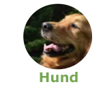 Hund