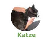 Katze