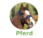 Pferd